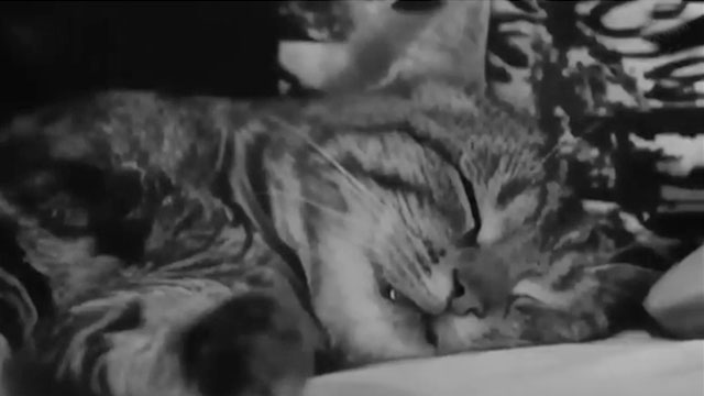 A Ravishing Idiot - Agent 38-24-36 - close up of tabby cat Kemal sleeping