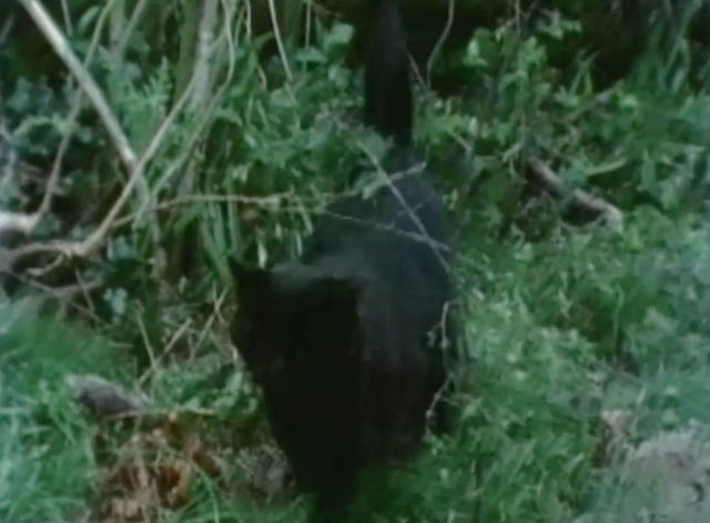 Rogue Male - black cat Asmodeus in green woods