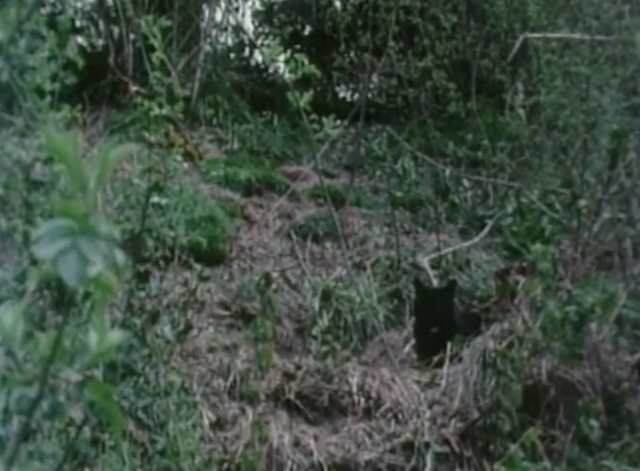 Rogue Male - black cat Asmodeus in green undergrowth