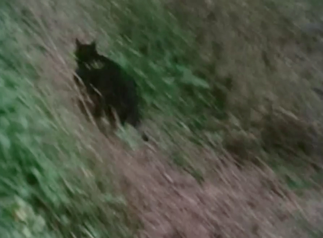 Rogue Male - black cat Asmodeus running away