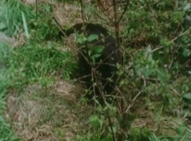 Rogue Male - black cat Asmodeus in green undergrowth