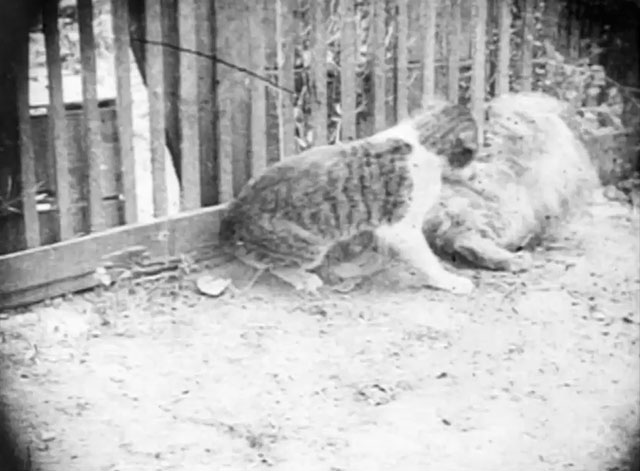 A Romance of Happy Valley - two tabby cats fighting