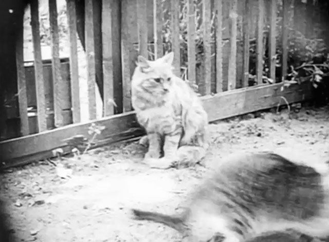 A Romance of Happy Valley - two tabby cats after fighting