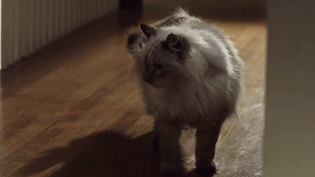 Rosewood Lane - long-haired tabby Siamese cat Monster in hallway