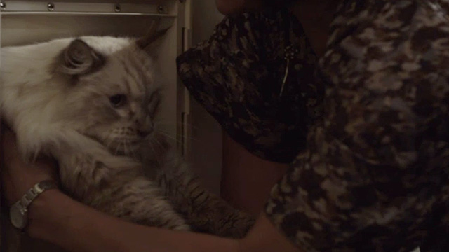 Rosewood Lane - long-haired tabby Siamese cat Monster being pulled through cat door