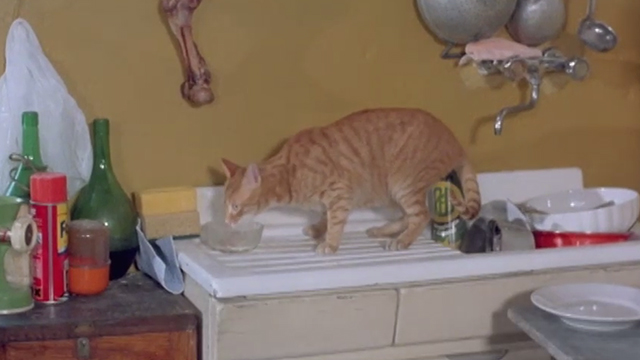 The Salamander - ginger tabby cat on counter