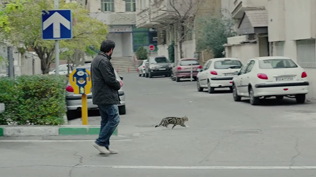 The Salesman - Emad Etesami Shahab Hosseini on street with Bengal tabby cat