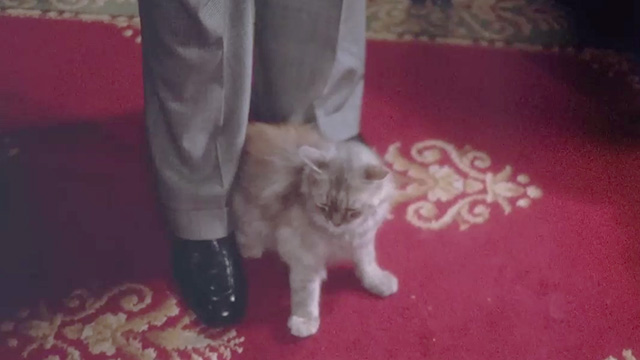 Scent of a Woman - gray long-haired tabby cat Baron being petted at Fausto's feet