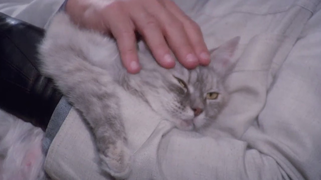 Scent of a Woman - close up of gray long-haired tabby cat Baron being petted in Fausto's arms