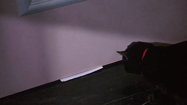 Scissors - black cat Midnight looking at note being slid beneath door