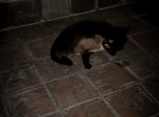 Scream Baby Scream - Siamese cat on floor