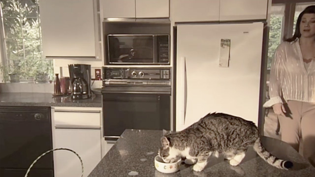 Secret Lives - tabby and white cat Cleo on counter as Jill Daphne Zuniga approaches