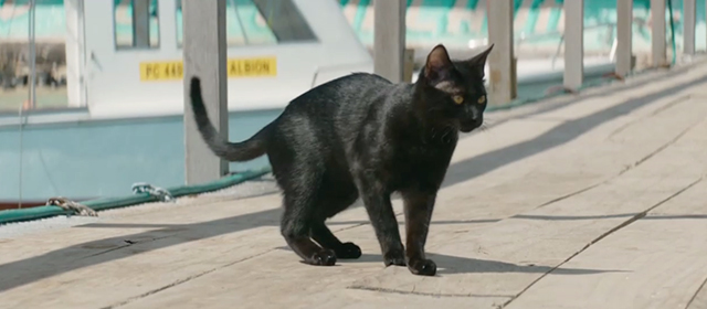 Serenity - black cat standing on pier