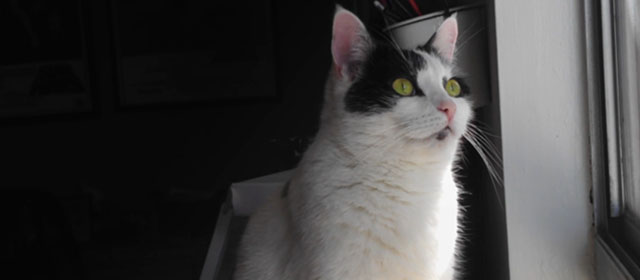 Shedding - black and white Harlequin cat Panda looking out window