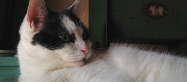 Shedding - black and white Harlequin cat Panda