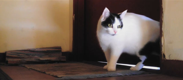 Shedding - black and white Harlequin cat Panda outside front door