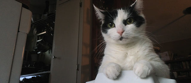 Shedding - black and white Harlequin cat Panda