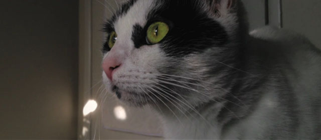 Shedding - black and white Harlequin cat Panda close up