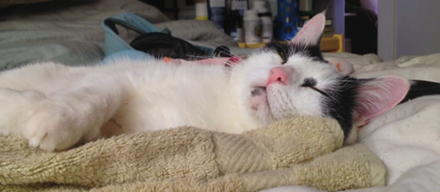 Shedding - black and white Harlequin cat Panda sleeping