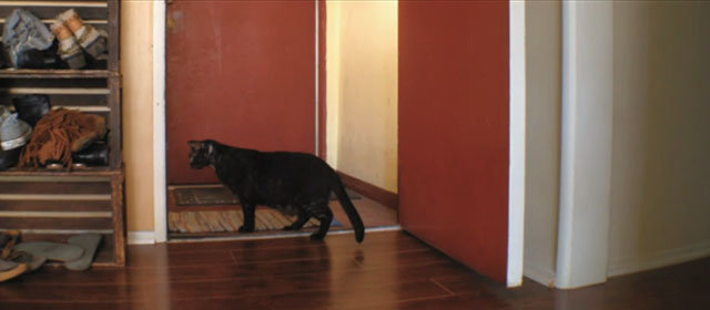 Shedding - smokey black cat Apollo looking out front door