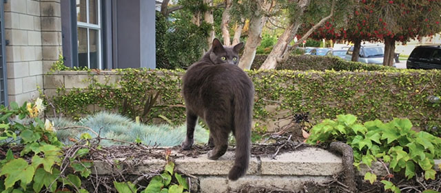 Shedding - blue gray cat on wall outside