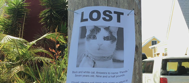 Shedding - lost poster for black and white Harlequin cat Panda