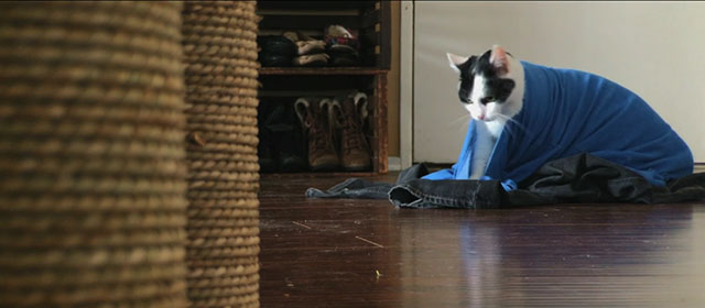 Shedding - black and white Harlequin cat Panda inside shirt