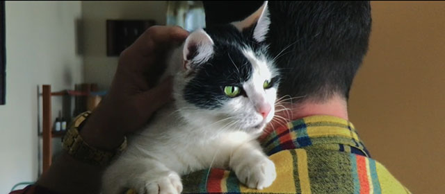 Shedding - black and white Harlequin cat Panda being held