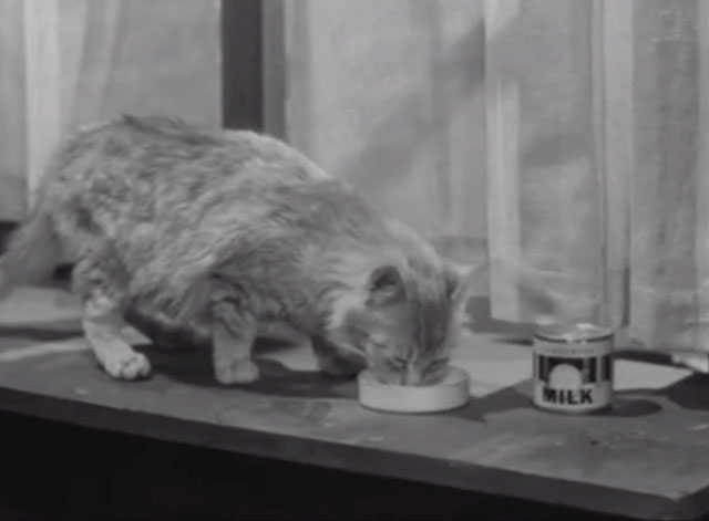 Short Cut to Hell - longhair tabby cat drinking milk from bowl