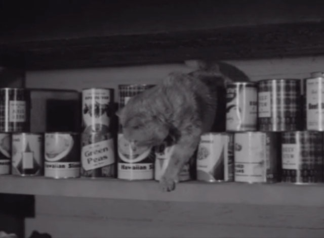 Short Cut to Hell - dirty tabby cat Corky on shelf with canned foods