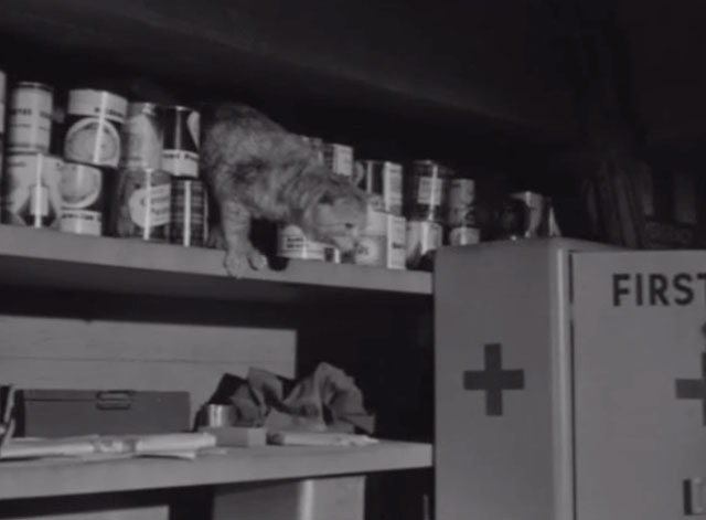 Short Cut to Hell - dirty tabby cat Corky about to jump off shelf