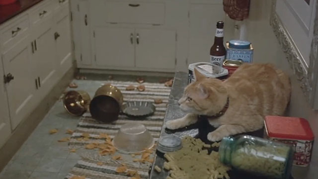 Shriek If You Know What I Did Last Friday the 13th - ginger tabby cat Lame Gag sitting among mess on table in kitchen