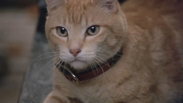 Shriek If You Know What I Did Last Friday the 13th - ginger tabby cat Lame Gag sitting among mess on table in kitchen