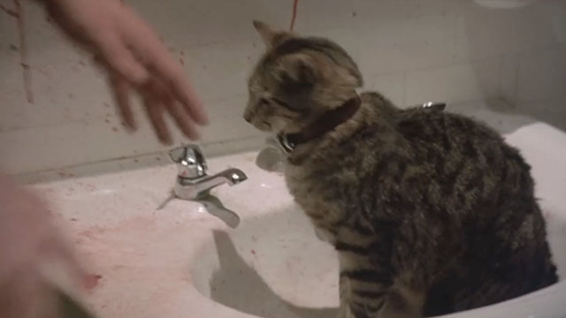 Shriek If You Know What I Did Last Friday the 13th - gray tabby cat Dead Horse sitting in sink