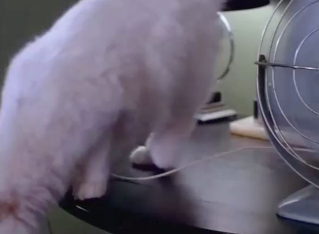 The Silence of the Hams - longhair white cat jumping away from fan