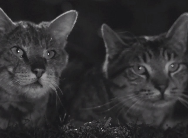 Since You Went Away - close up of two tabby cats