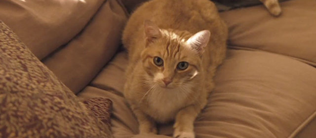 Slipstream - ginger tabby cat Stormy on couch