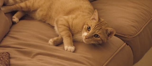 Slipstream - ginger tabby cat Stormy on couch