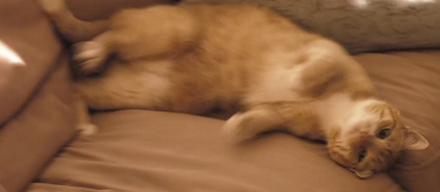 Slipstream - ginger tabby cat Stormy rolling on couch