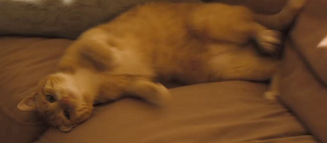 Slipstream - ginger tabby cat Stormy rolling on couch reversed