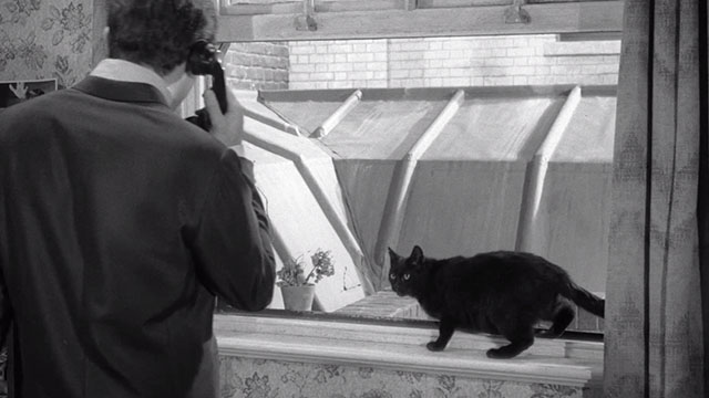 The Small World of Sammy Lee - black cat Oscar Sambo in window with Sammy Anthony Newley