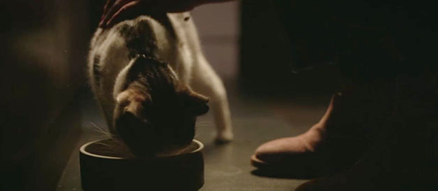 Smile - tabby and white cat Mustache eating from food bowl