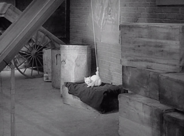 Soup to Nuts - white cat sitting in box in alley with string tied to tail