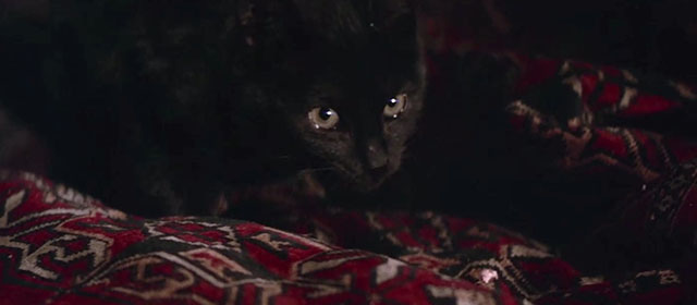 Sphinx - close up of black kitten