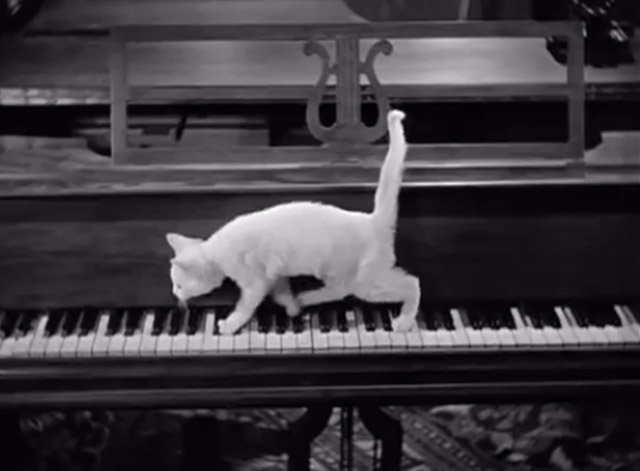 Spook Louder - white kitten walking across piano keys