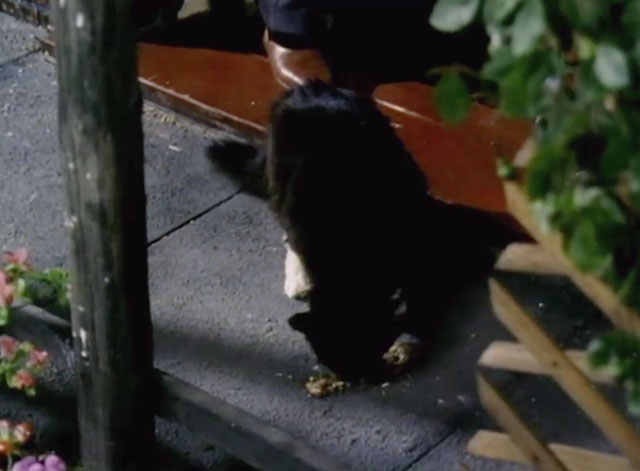 Spring and Port Wine - longhair black and white cat eating herring on back step