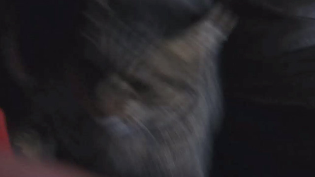 Stakeout - blurry closeup of tabby cat