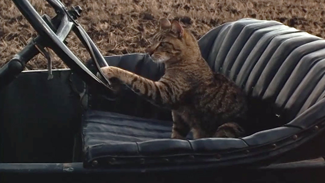 The Stars Fell on Henrietta - brown tabby cat Matilda with paw on steering wheel of car