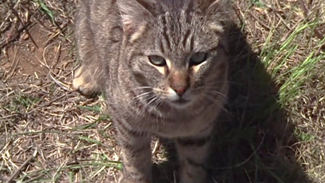 The Stars Fell on Henrietta - brown tabby cat Matilda