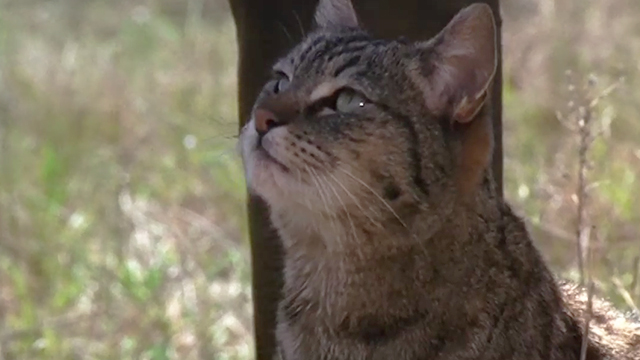 The Stars Fell on Henrietta - brown tabby cat Matilda